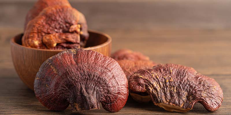Reishi : le champignon anti-stress qui boost la concentration
